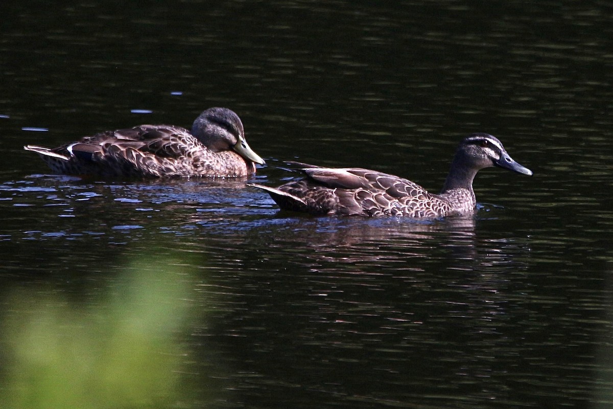 kachna divoká x pruhohlavá (hybrid) - ML620290783