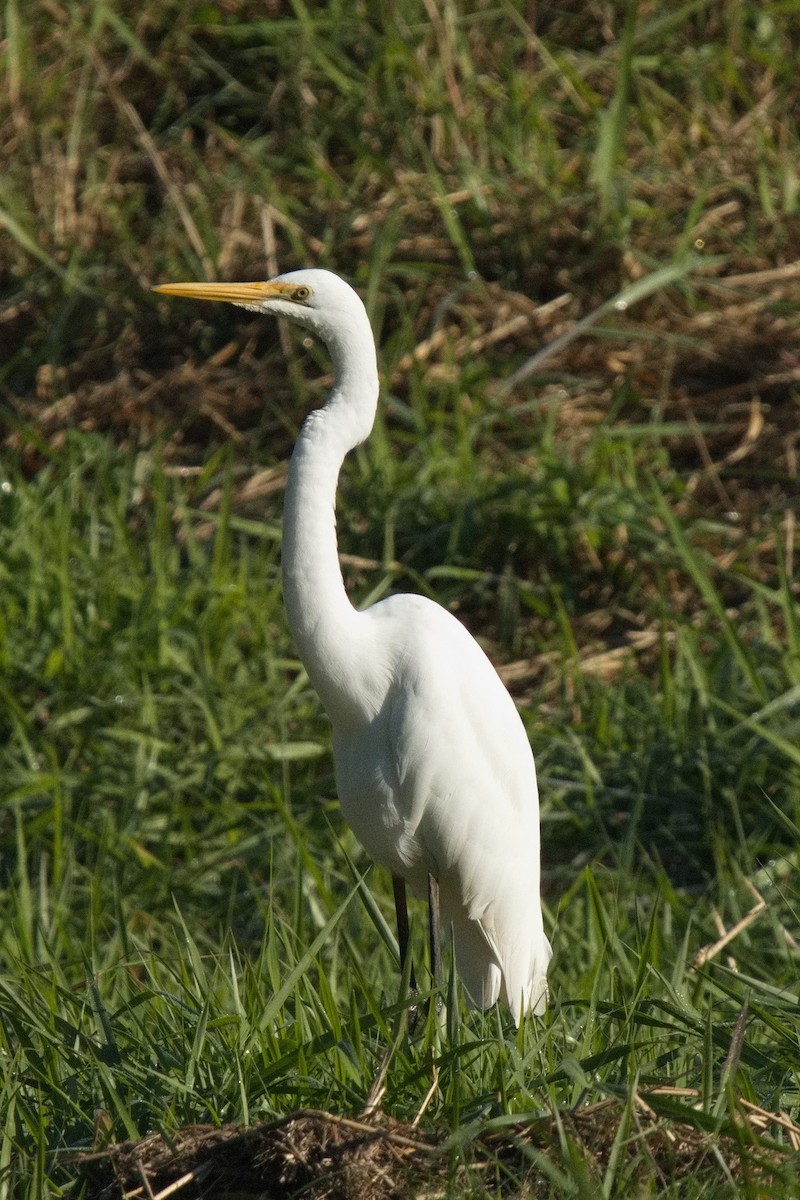 Great Egret - ML620290796