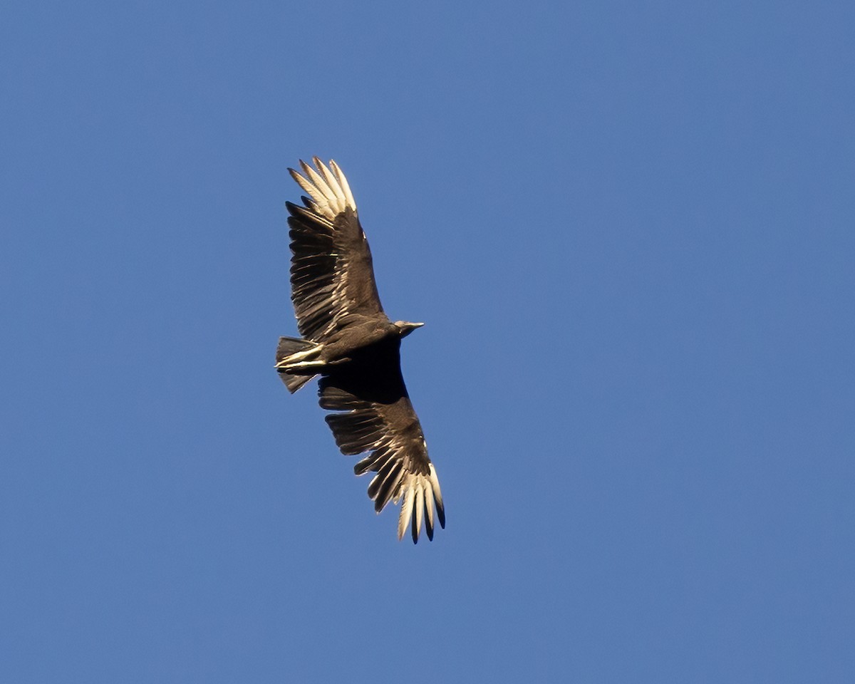 Black Vulture - ML620290797