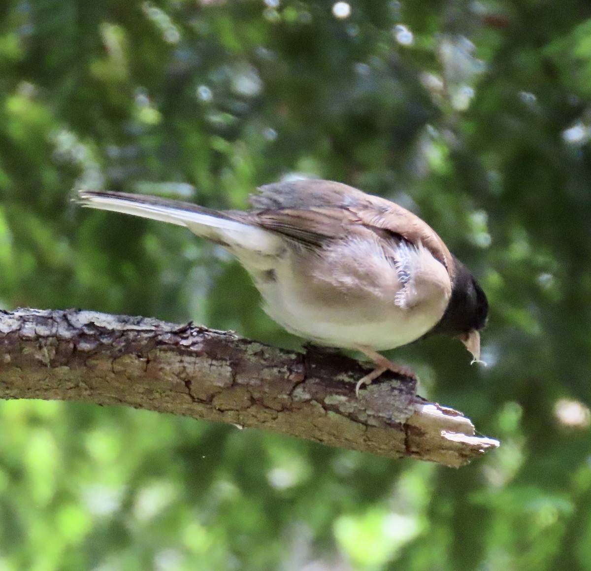 Dark-eyed Junco - ML620290802