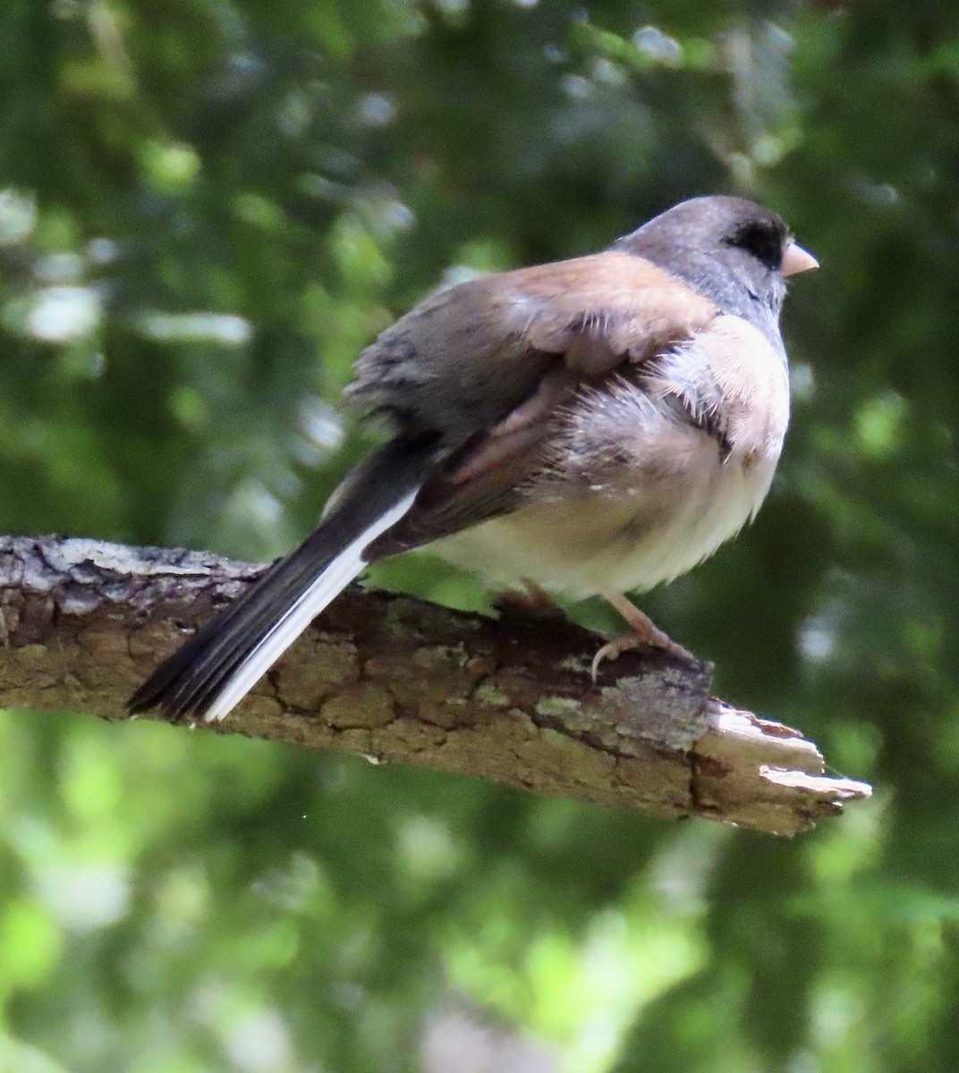 Dark-eyed Junco - ML620290803