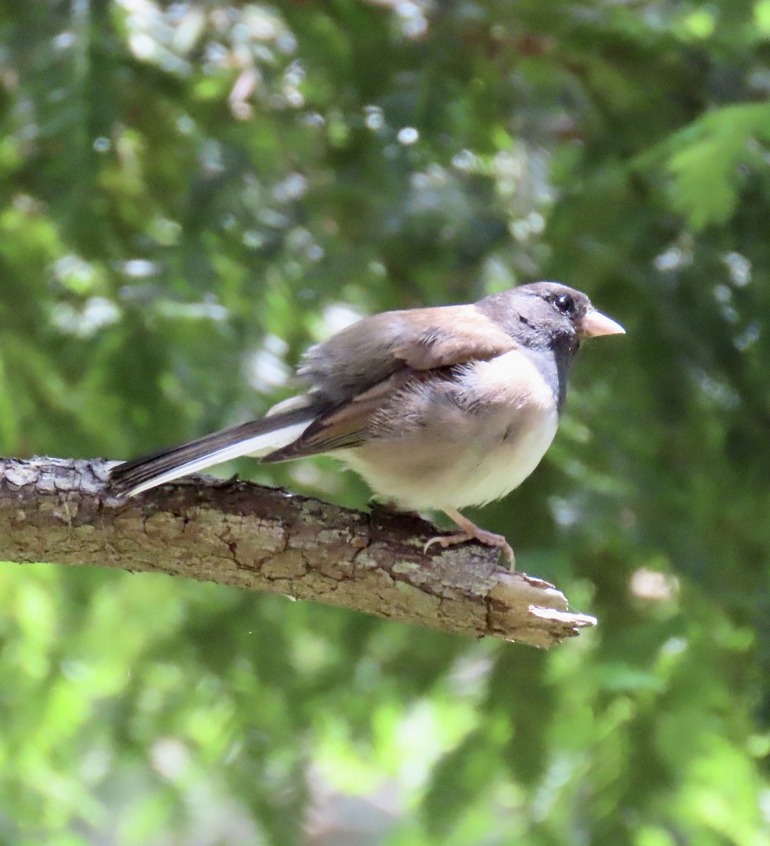 Dark-eyed Junco - ML620290805