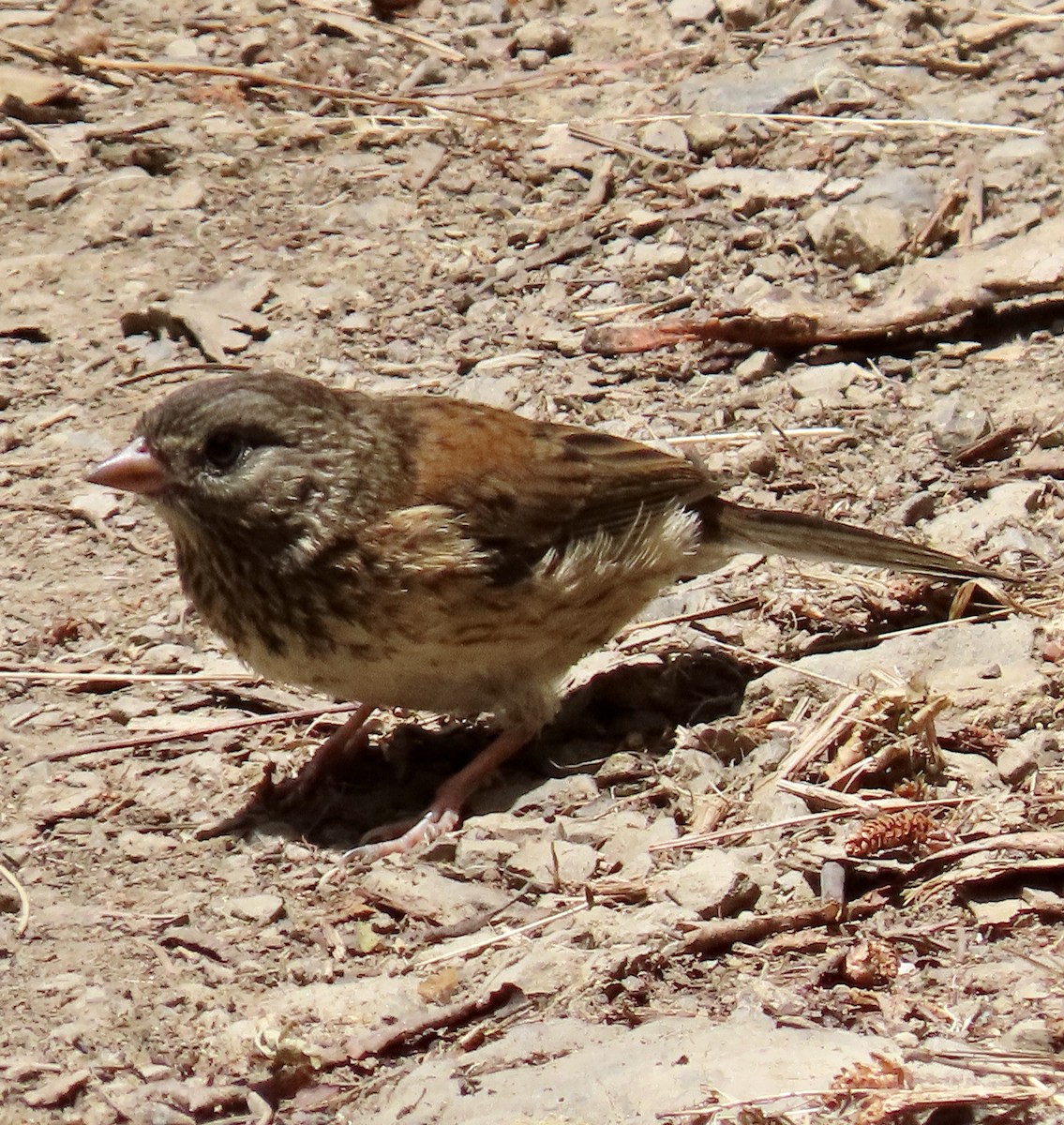 Dark-eyed Junco - ML620290806