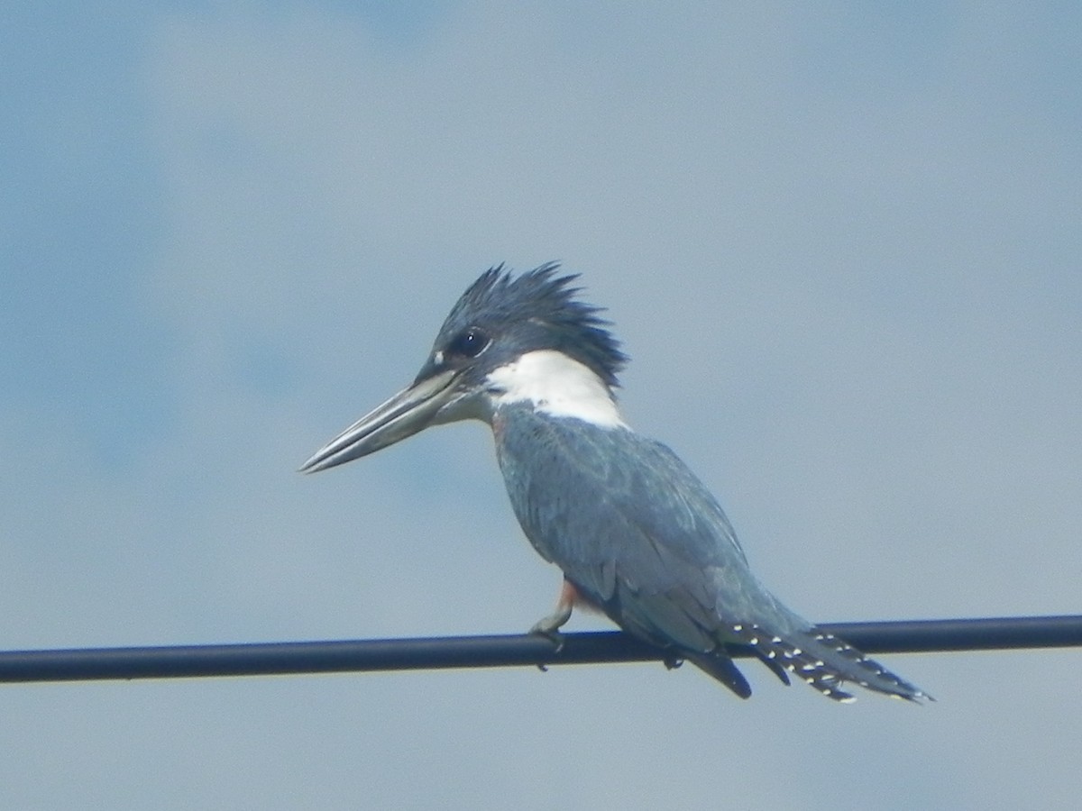 Ringed Kingfisher - ML620290807