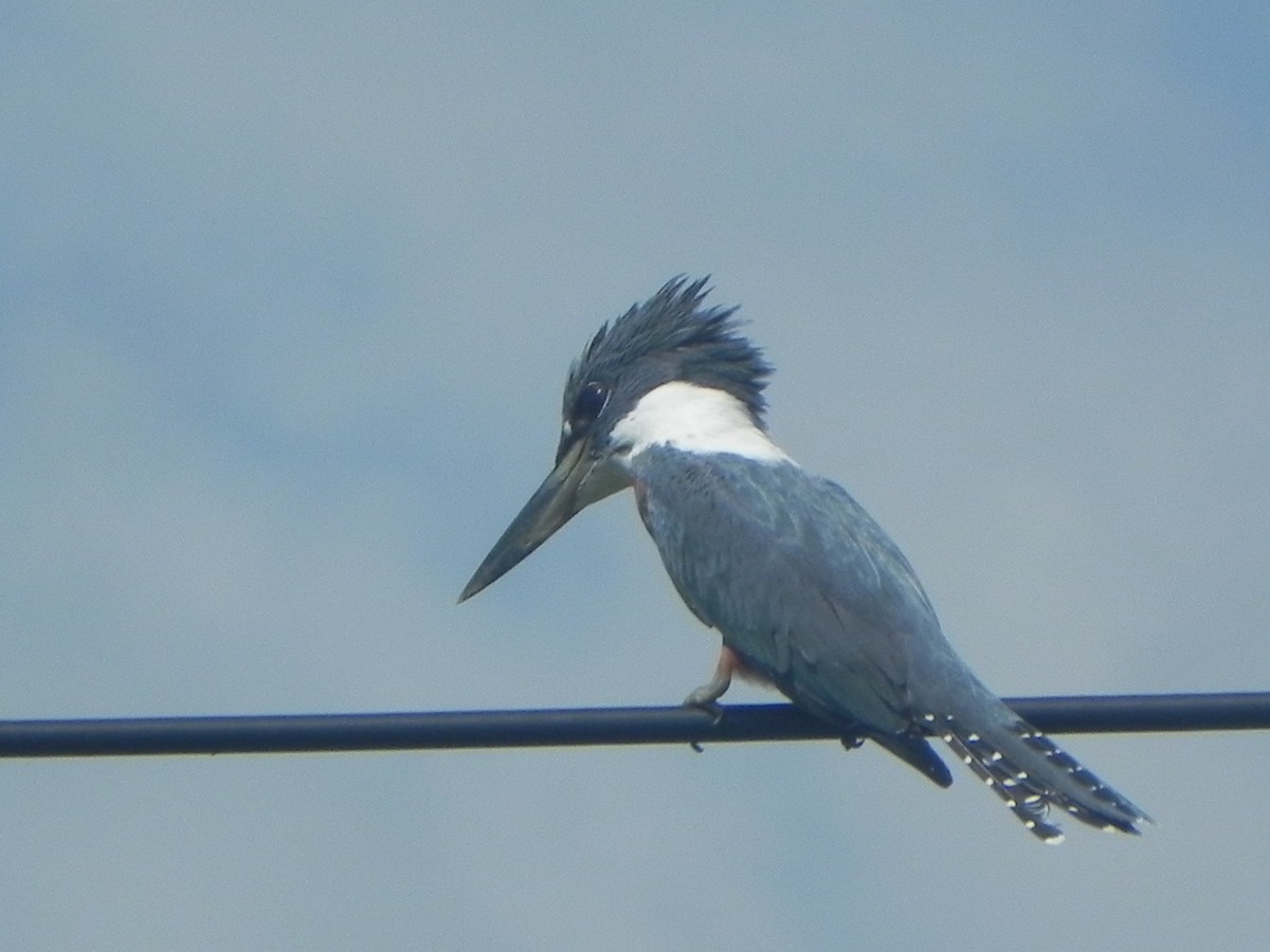 Ringed Kingfisher - ML620290808