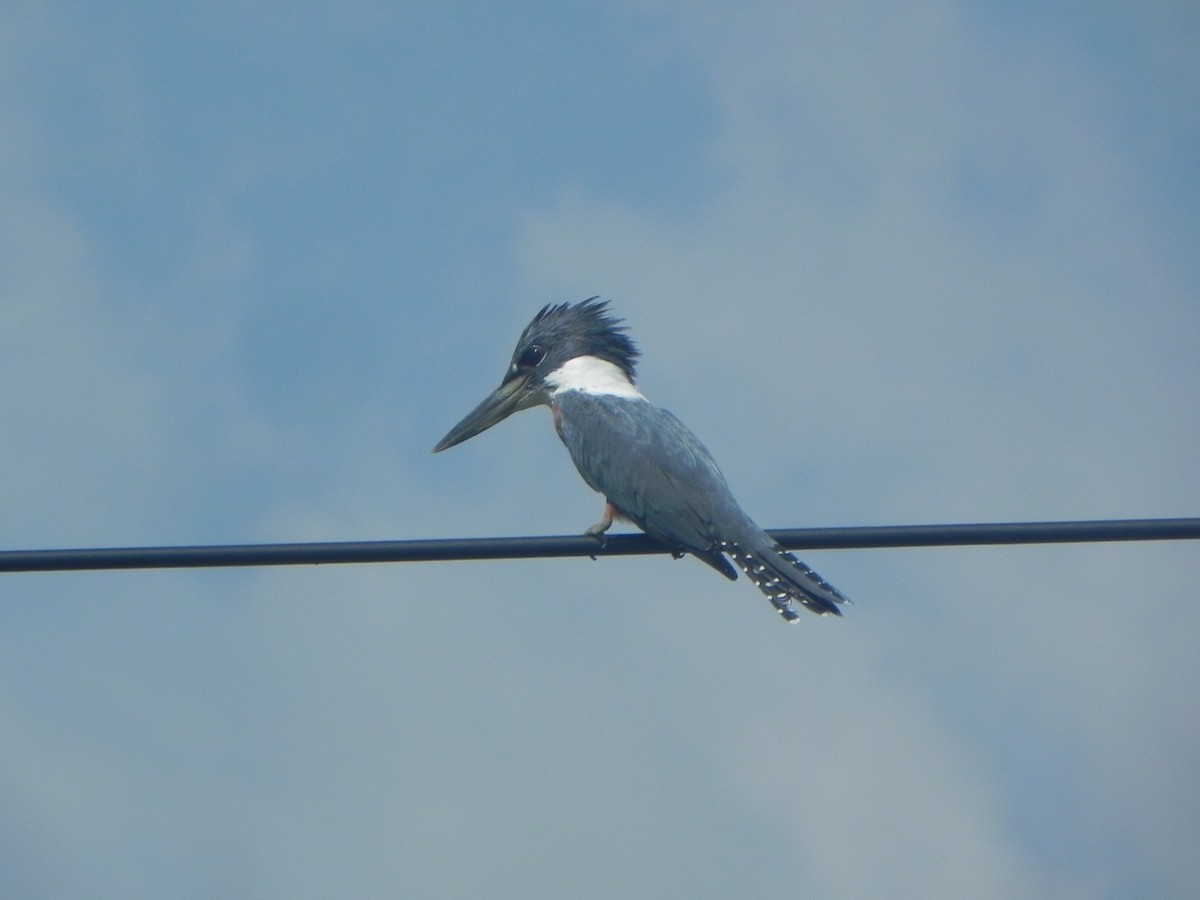 Ringed Kingfisher - ML620290809