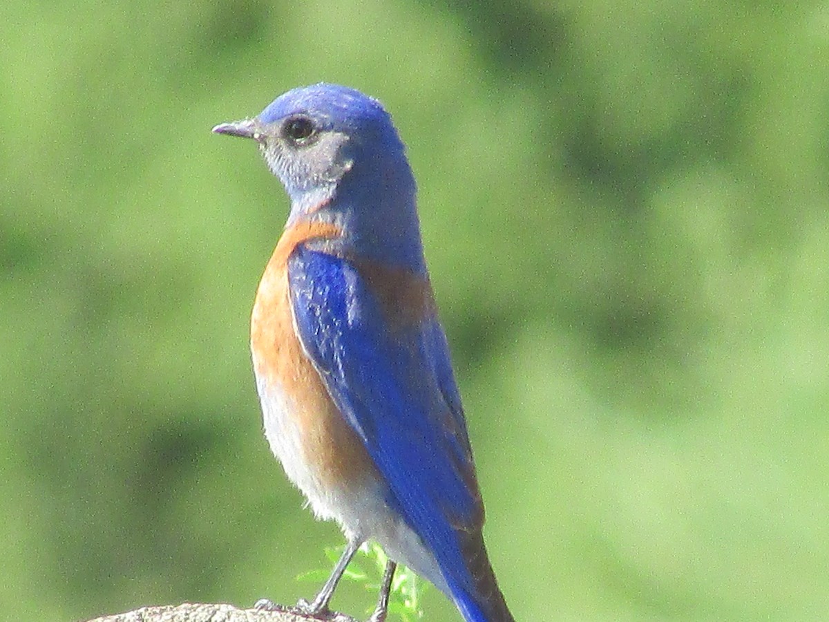 Western Bluebird - ML620290810