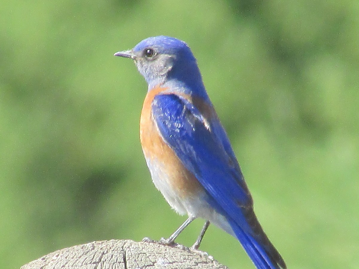 Western Bluebird - ML620290812