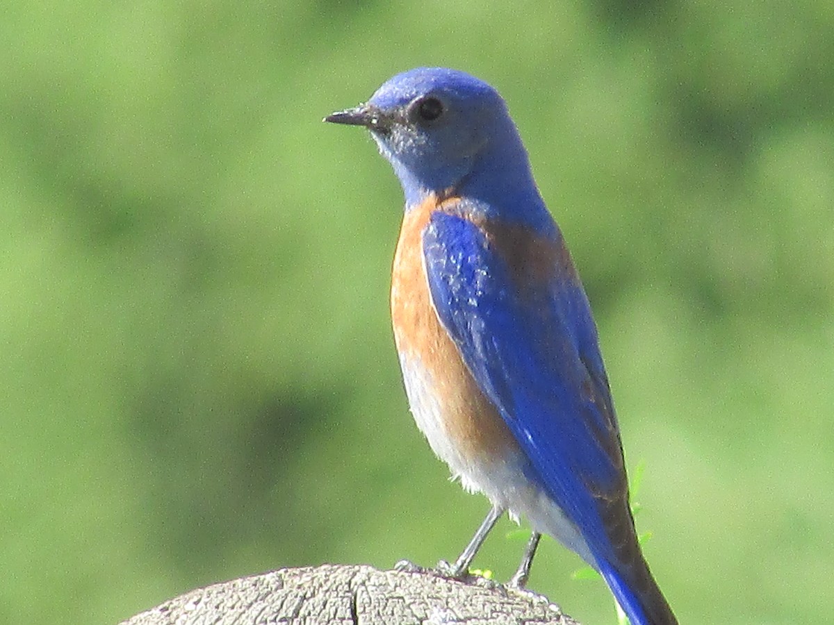 Western Bluebird - ML620290813