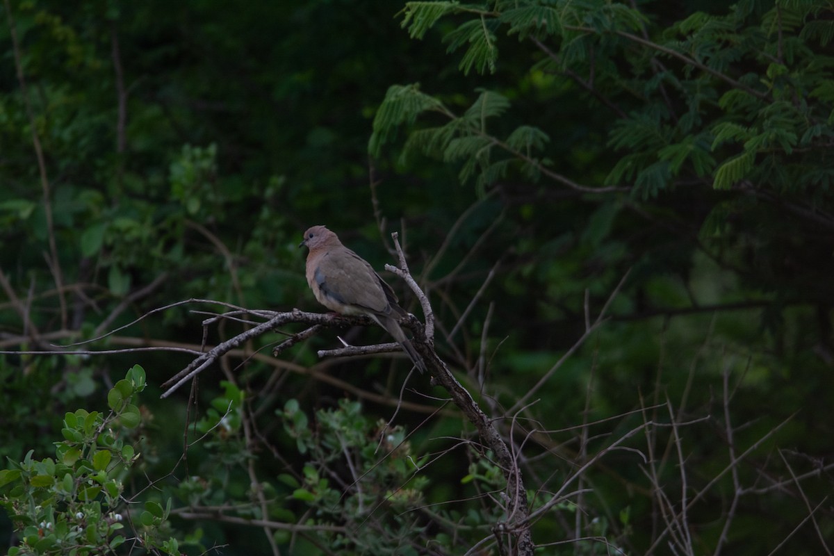 Laughing Dove - ML620290830