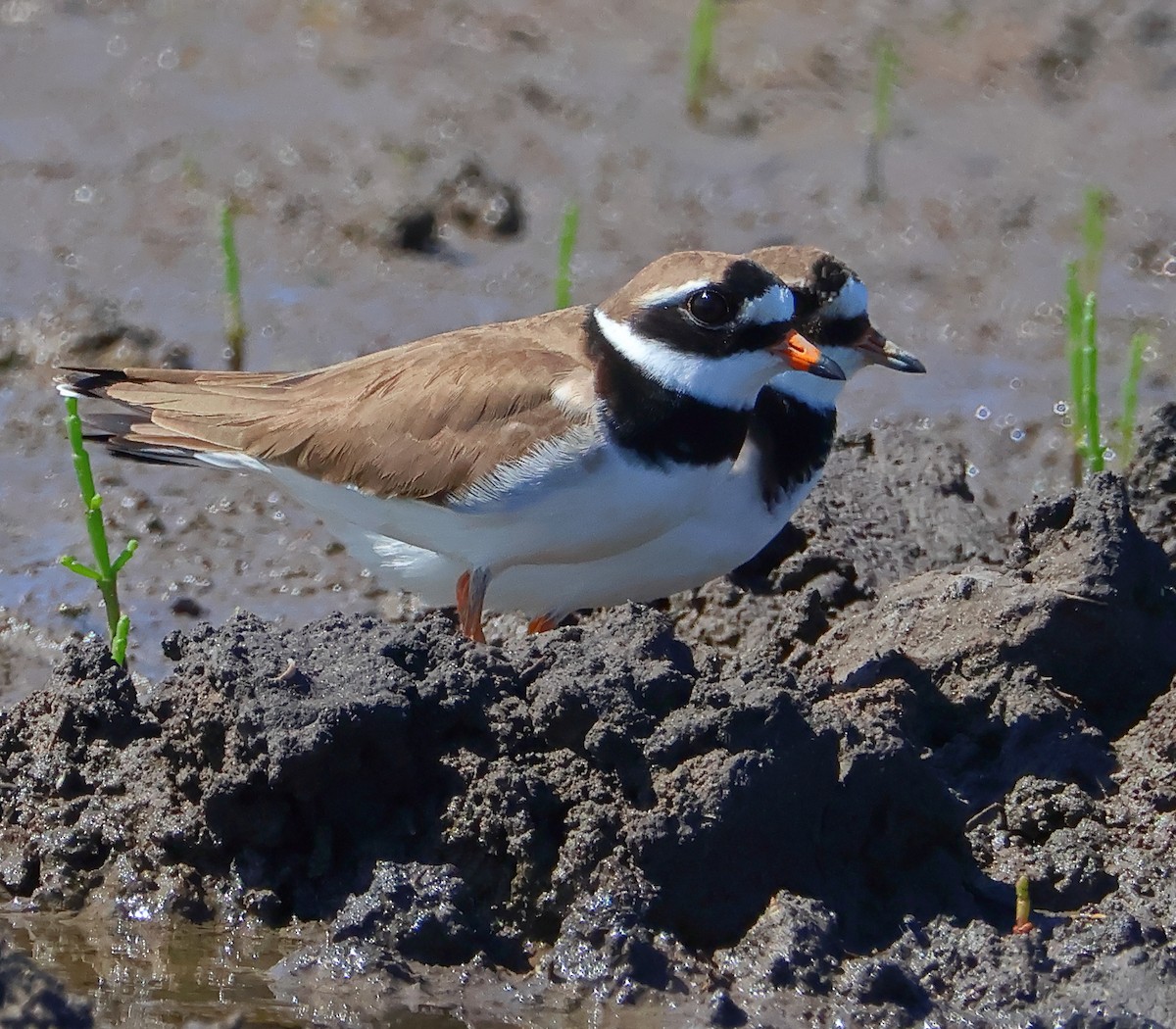 Common Ringed Plover - ML620290831