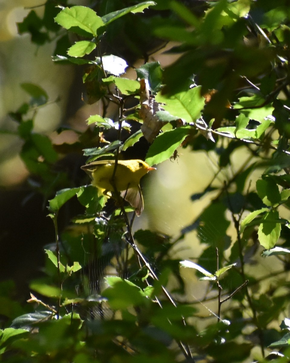 Wilson's Warbler - ML620290833