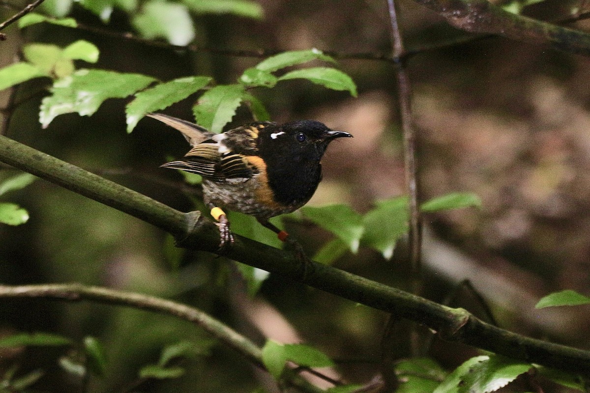 Hihi de Nouvelle-Zélande - ML620290835