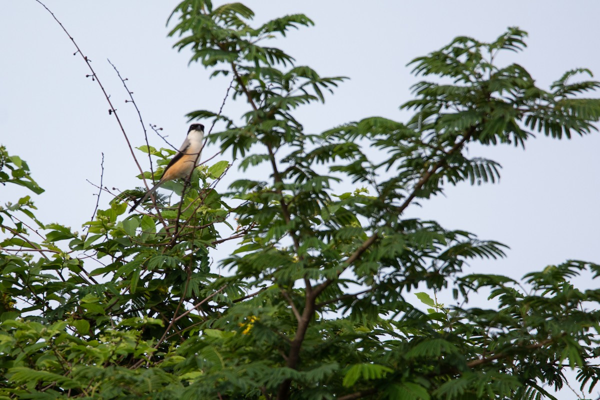 Long-tailed Shrike - ML620290836