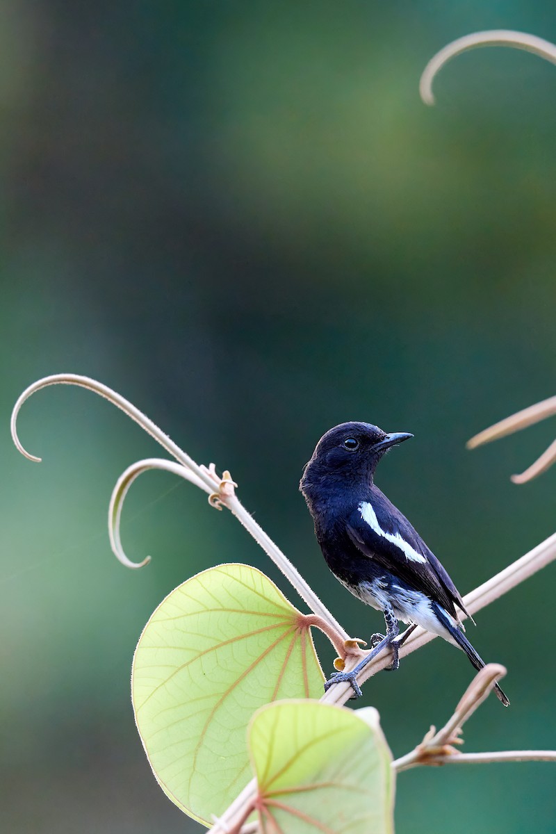 Pied Bushchat - ML620290837