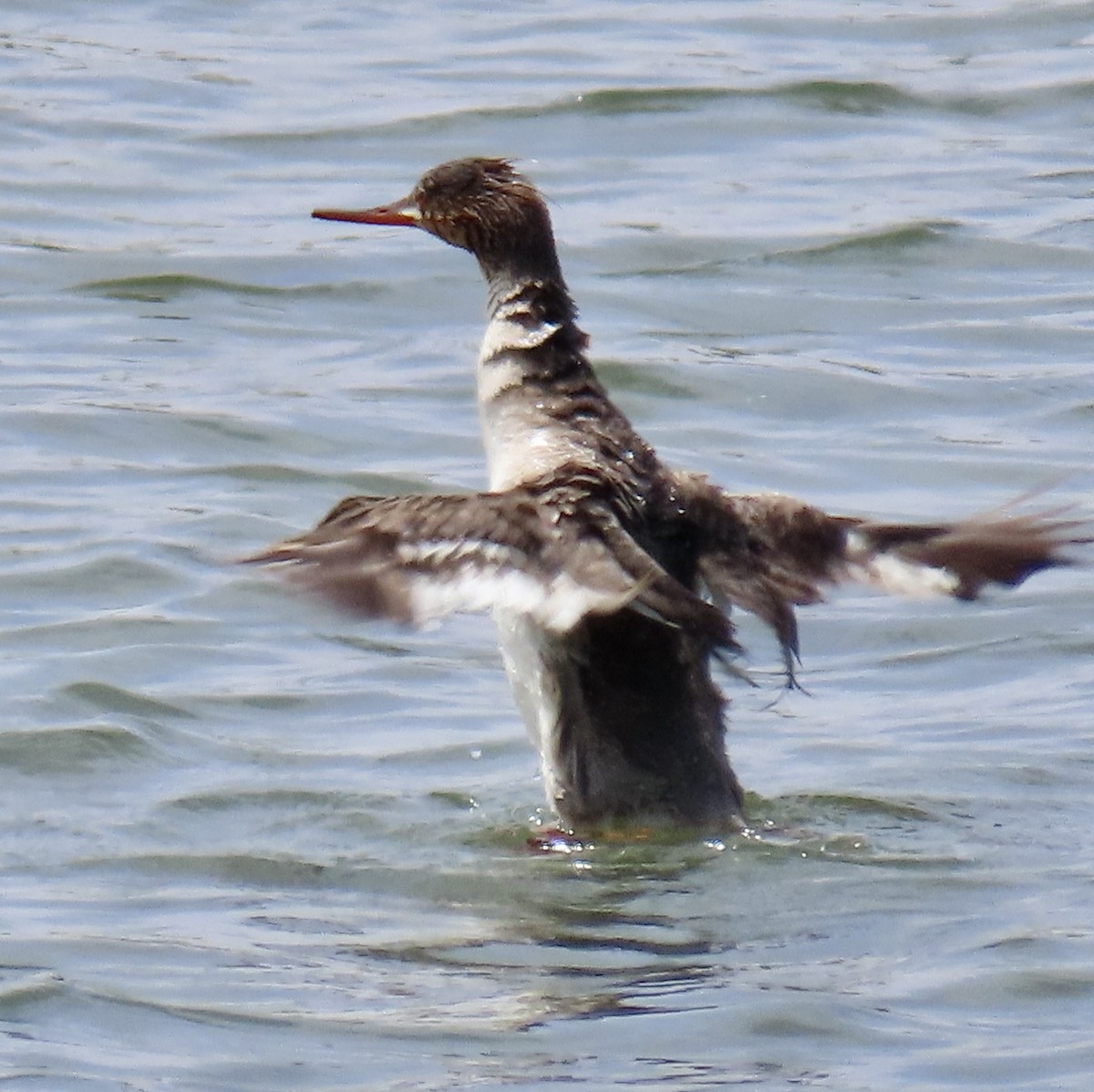 Red-breasted Merganser - George Chrisman