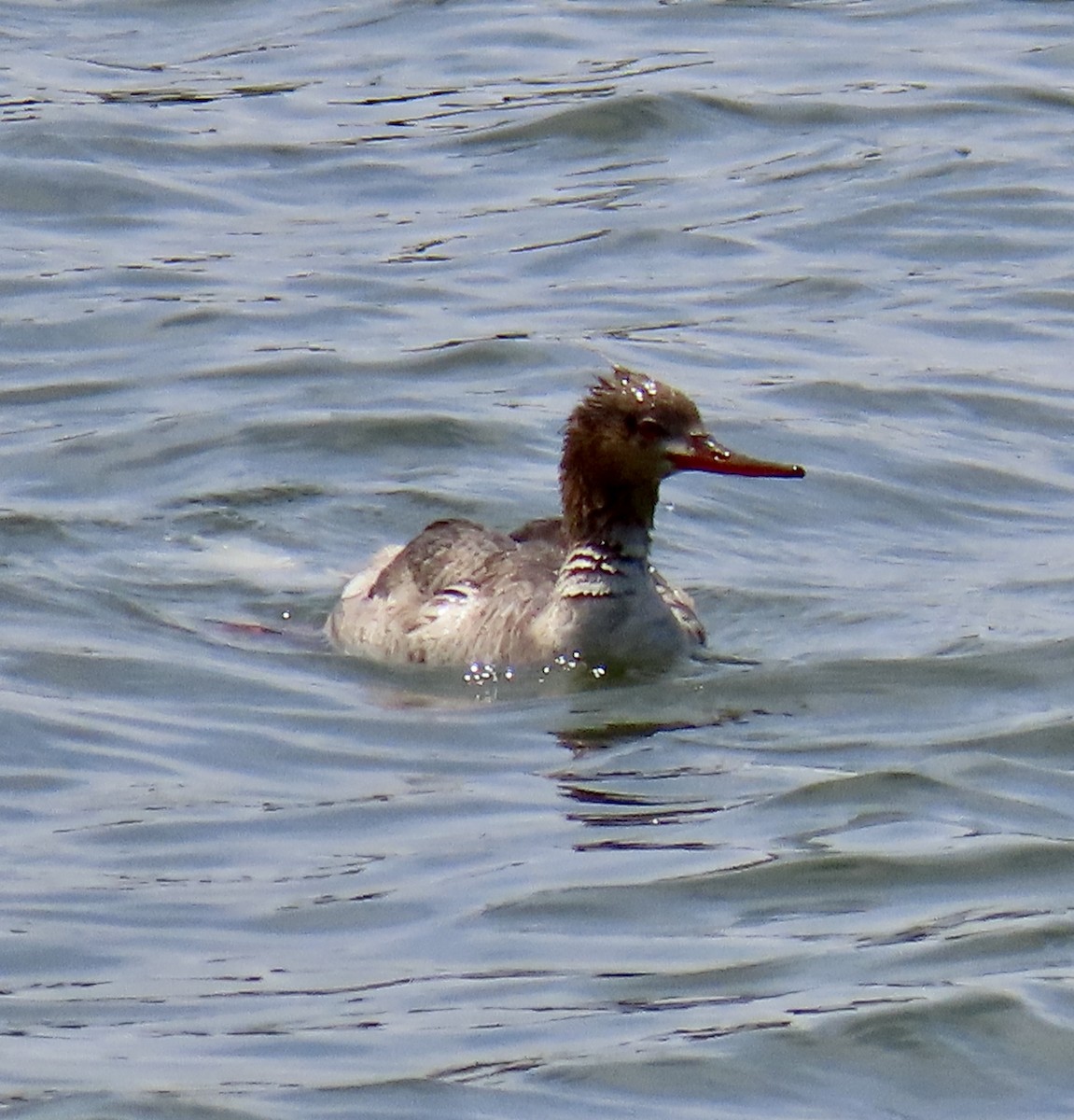 Red-breasted Merganser - ML620290839