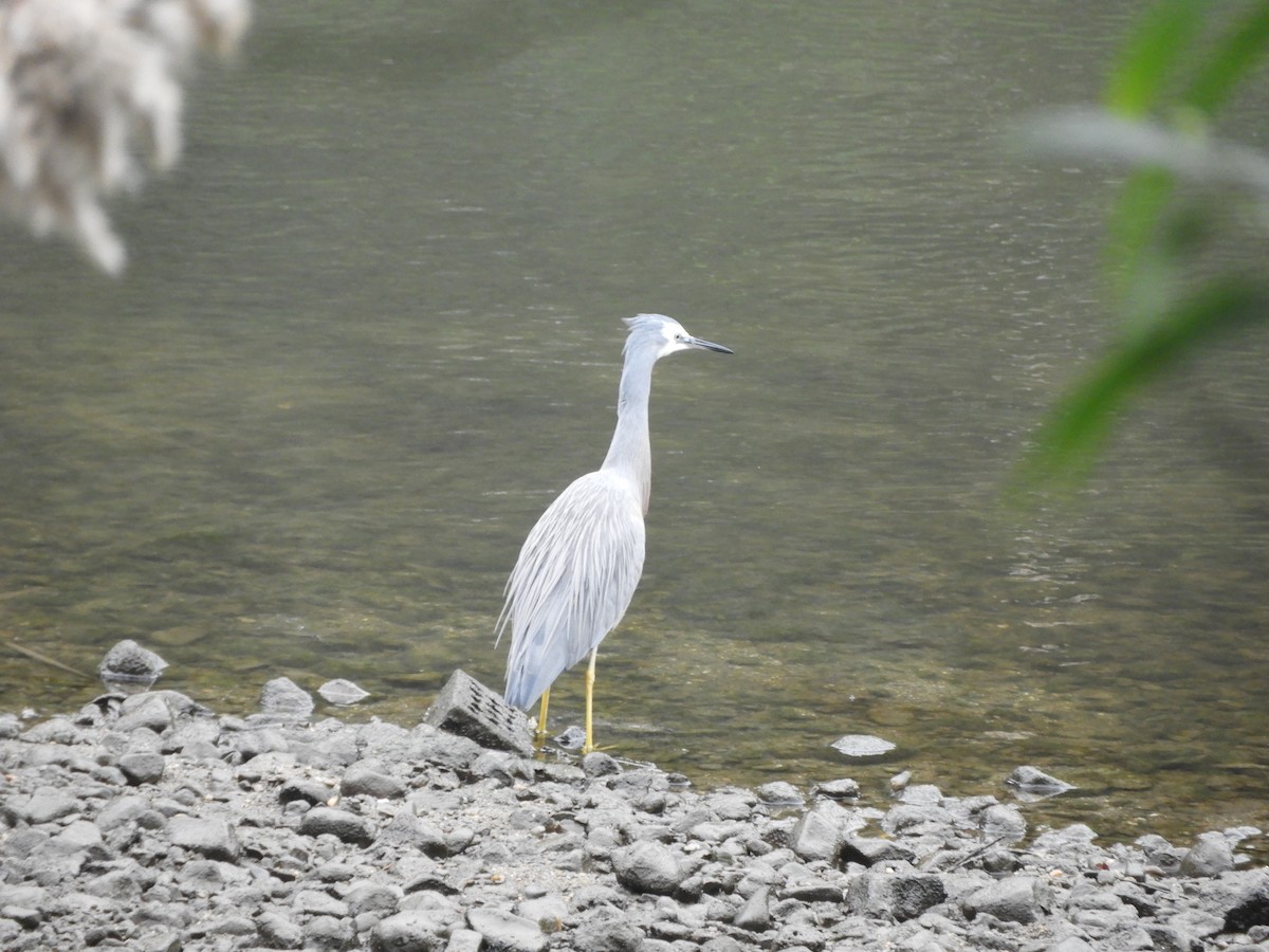 White-faced Heron - ML620290842