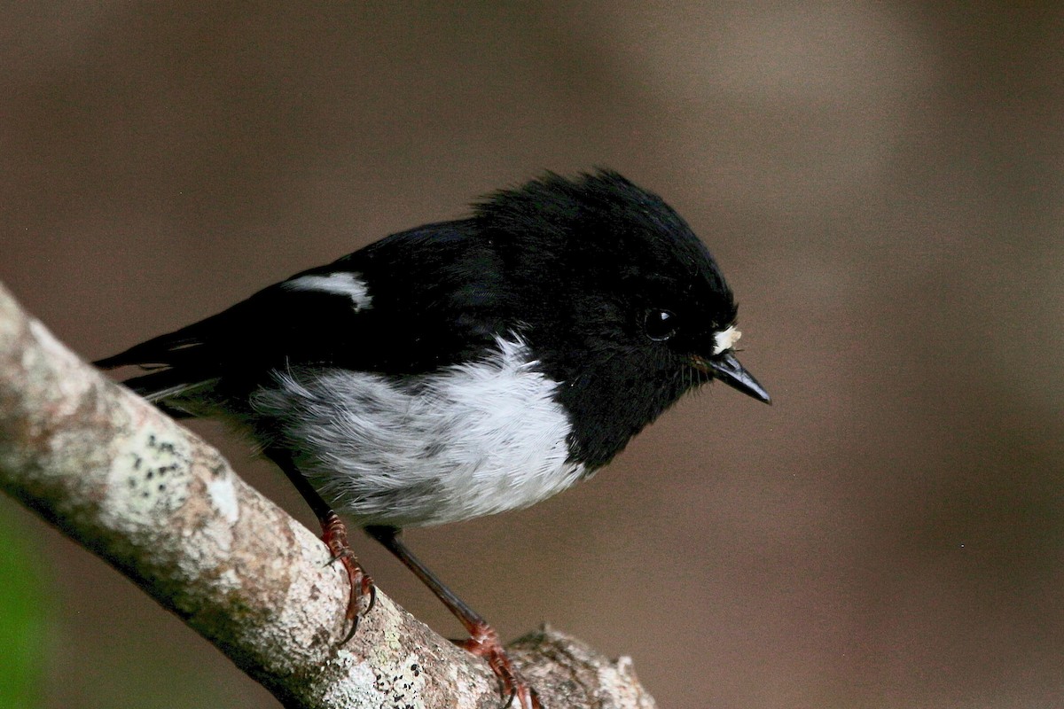 Tomtit - ML620290843