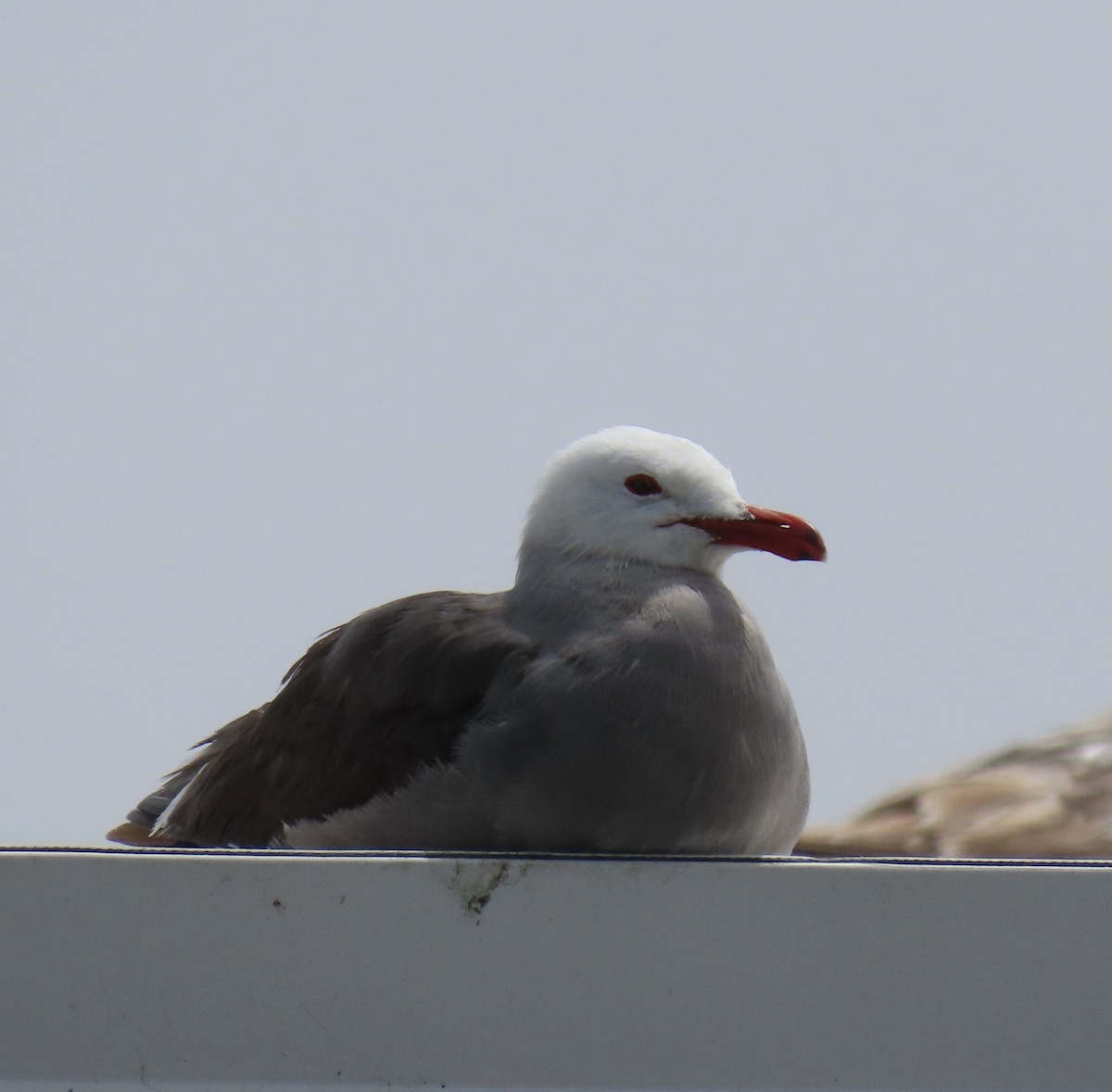 Gaviota Mexicana - ML620290844