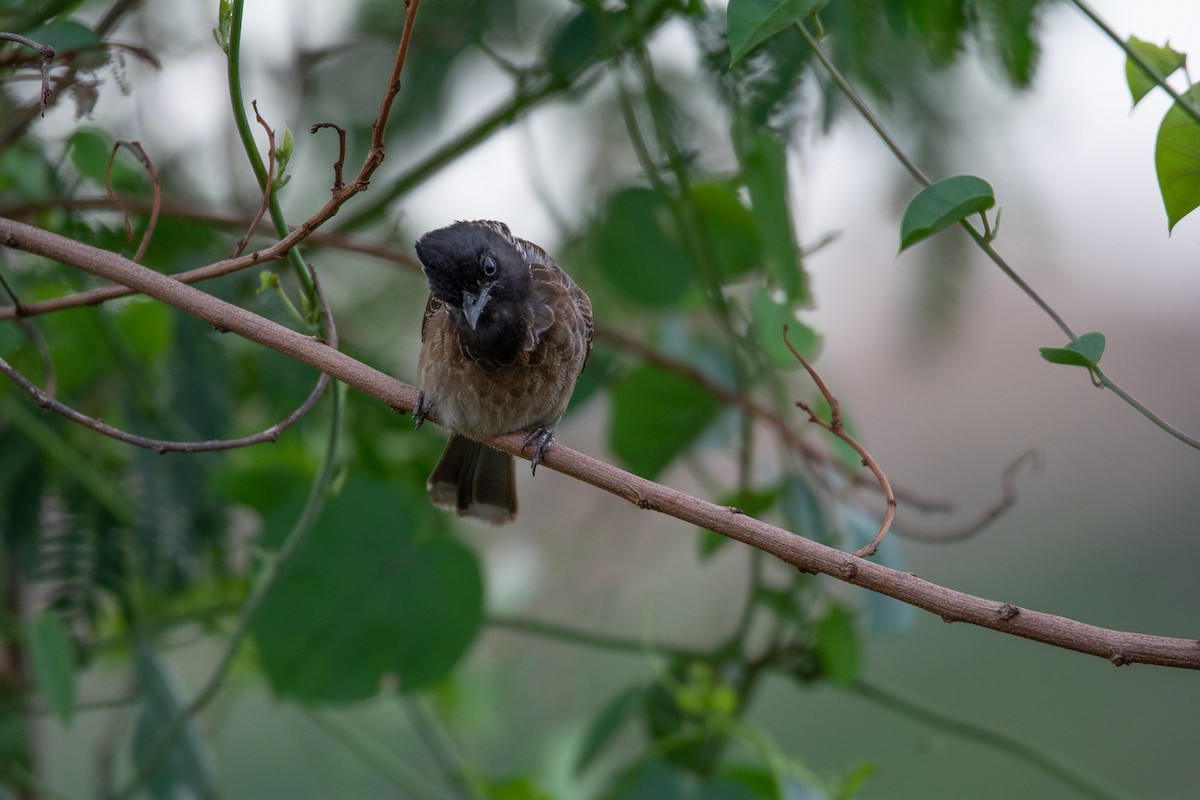 Red-vented Bulbul - ML620290846