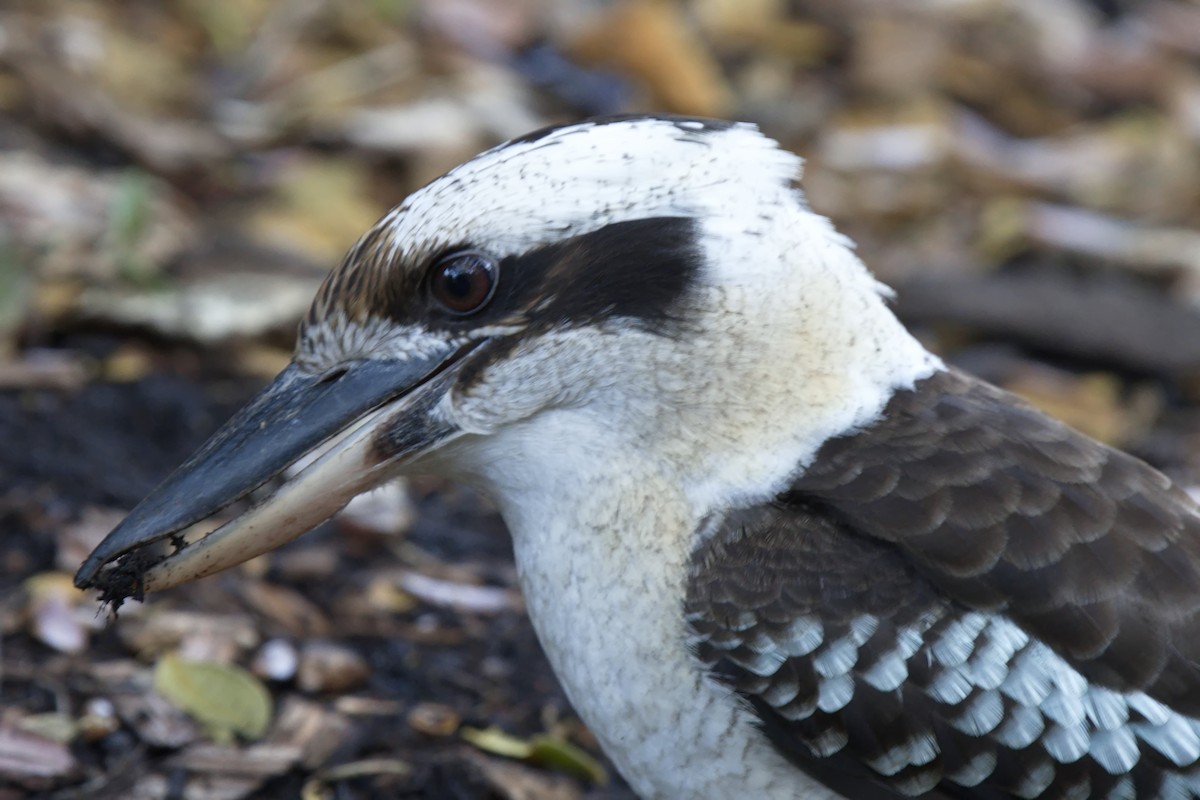 Laughing Kookaburra - ML620290850