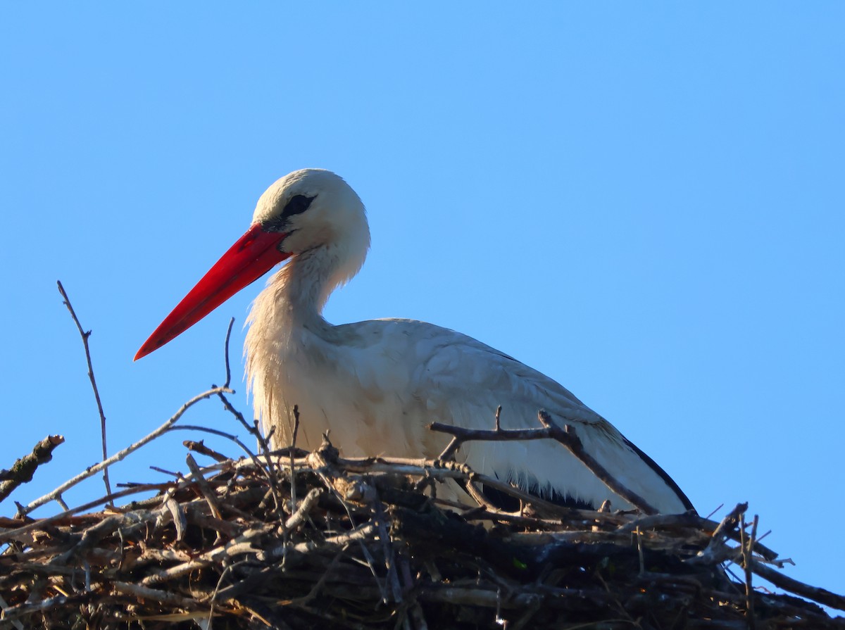 White Stork - ML620290858