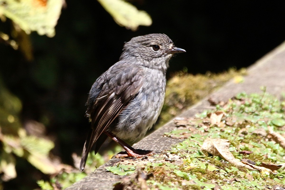 North Island Robin - Pauline and Ray Priest