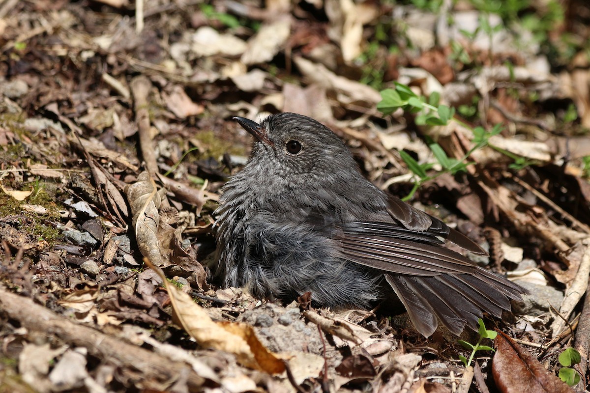 North Island Robin - ML620290860