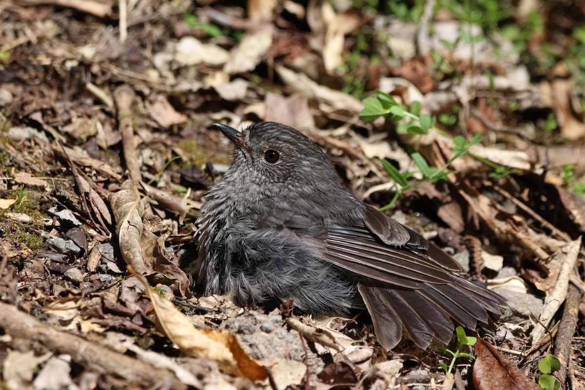 North Island Robin - Pauline and Ray Priest