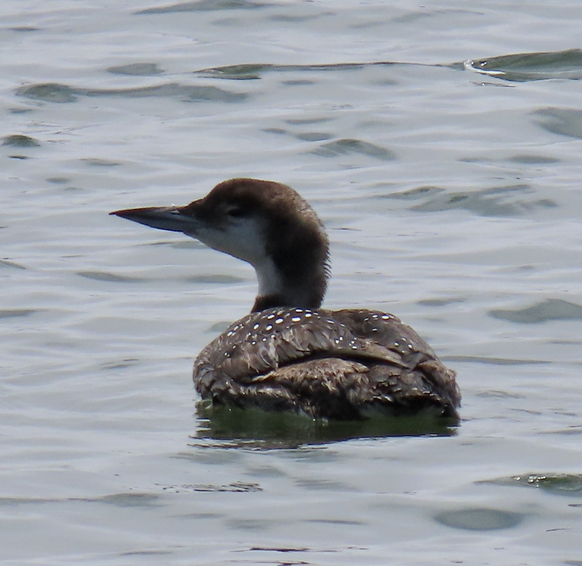 Plongeon huard - ML620290864