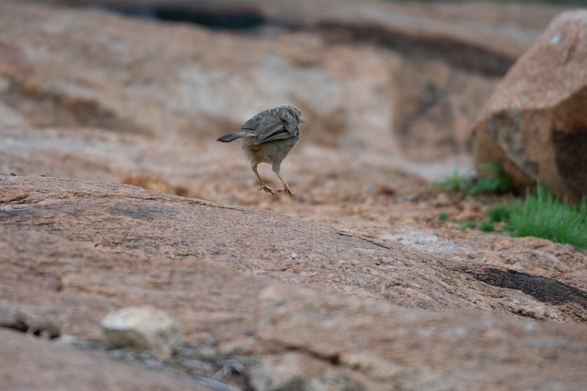 Yellow-billed Babbler - ML620290870