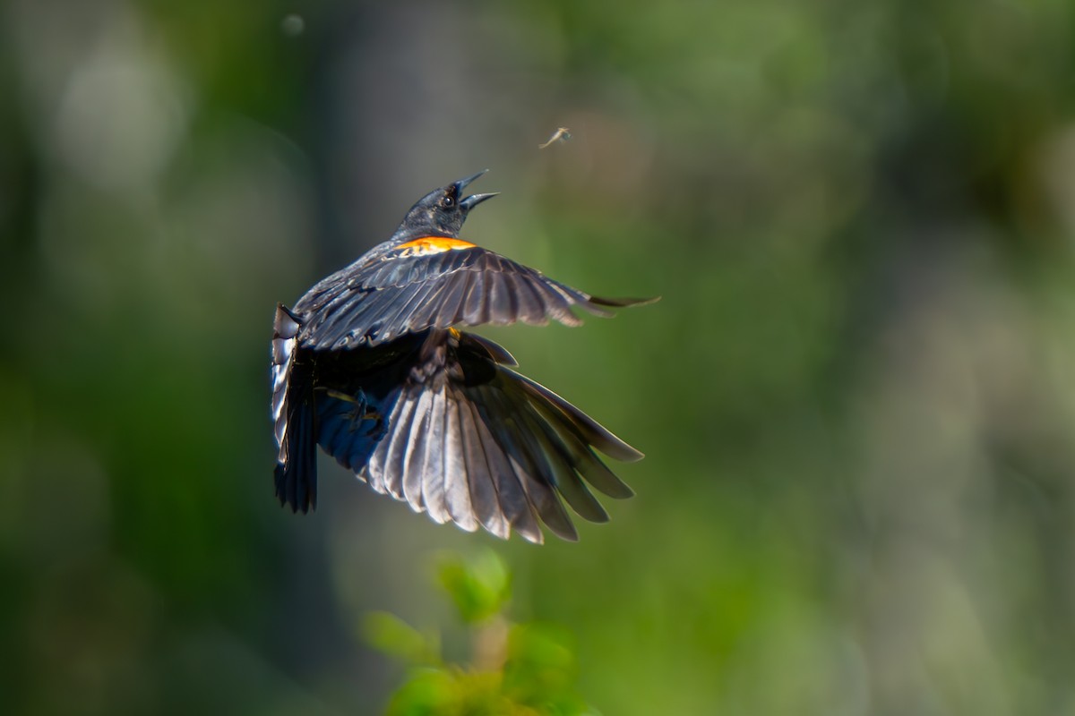 Red-winged Blackbird - ML620290871