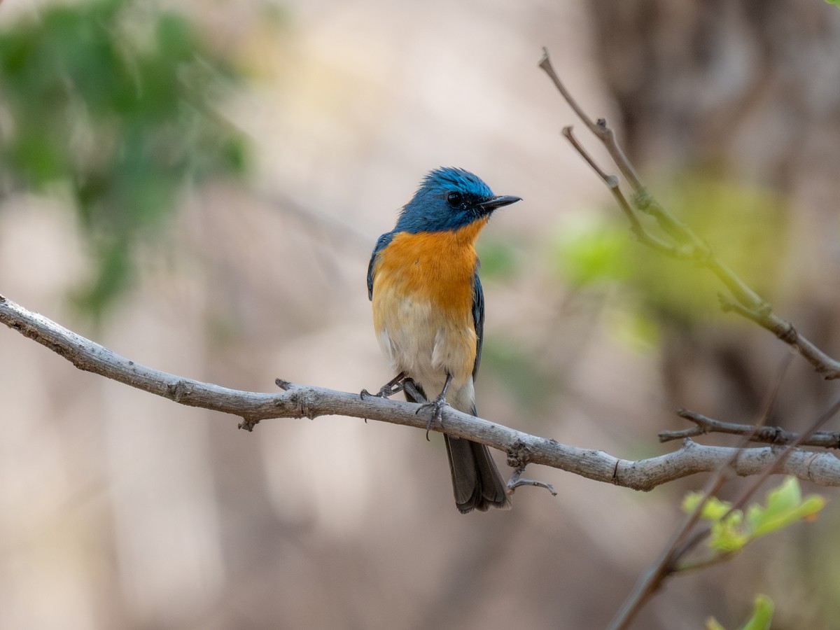 Tickell's Blue Flycatcher - ML620290874