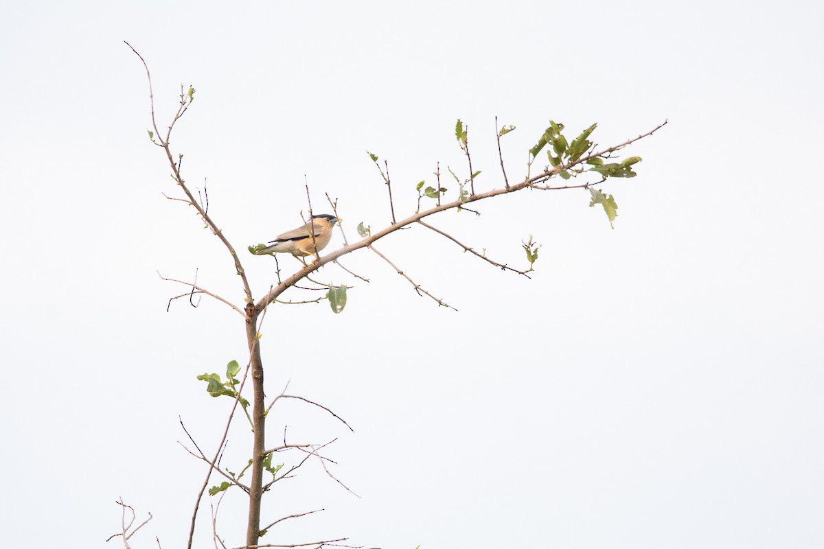 Brahminy Starling - ML620290878