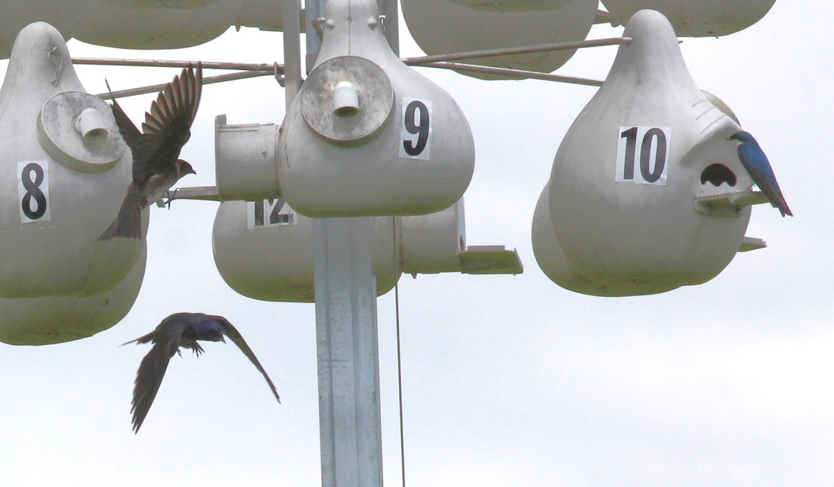 Purple Martin - ML620290885