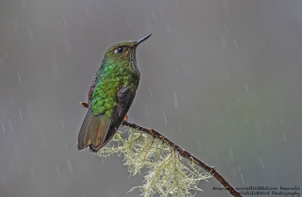 Colibrí Picolezna - ML620290895