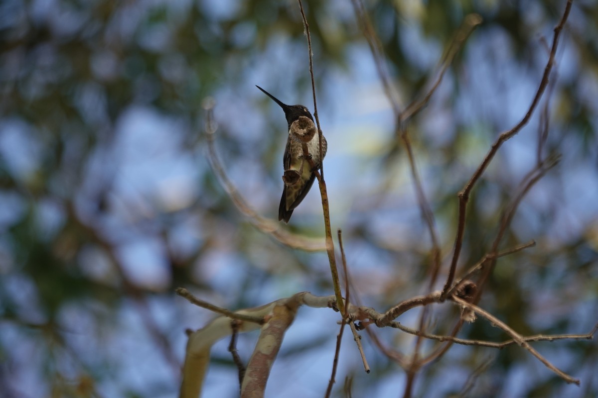 Black-chinned Hummingbird - ML620290897