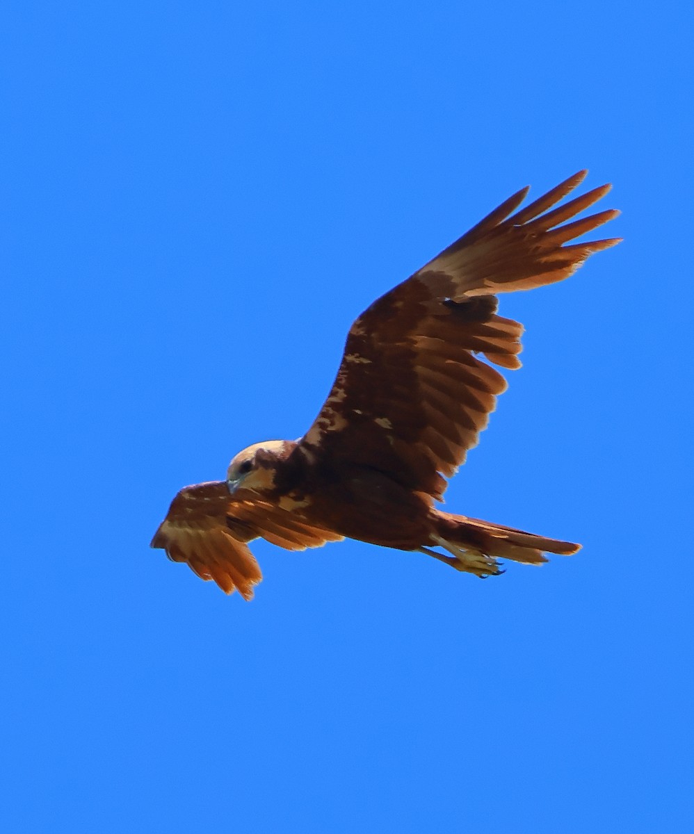 Western Marsh Harrier - ML620290898