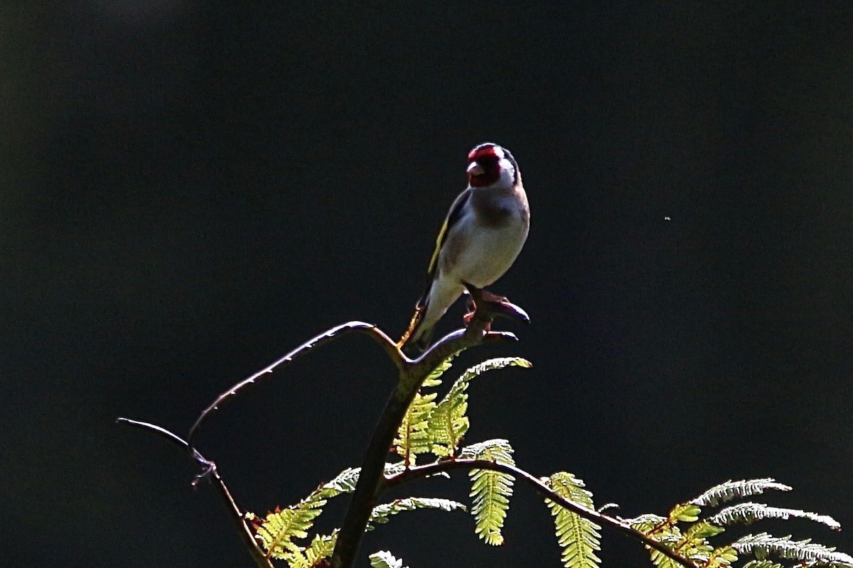 European Goldfinch - ML620290899