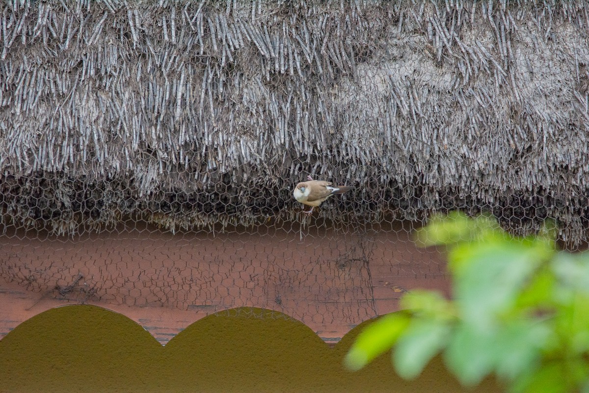 Indian Silverbill - ML620290901