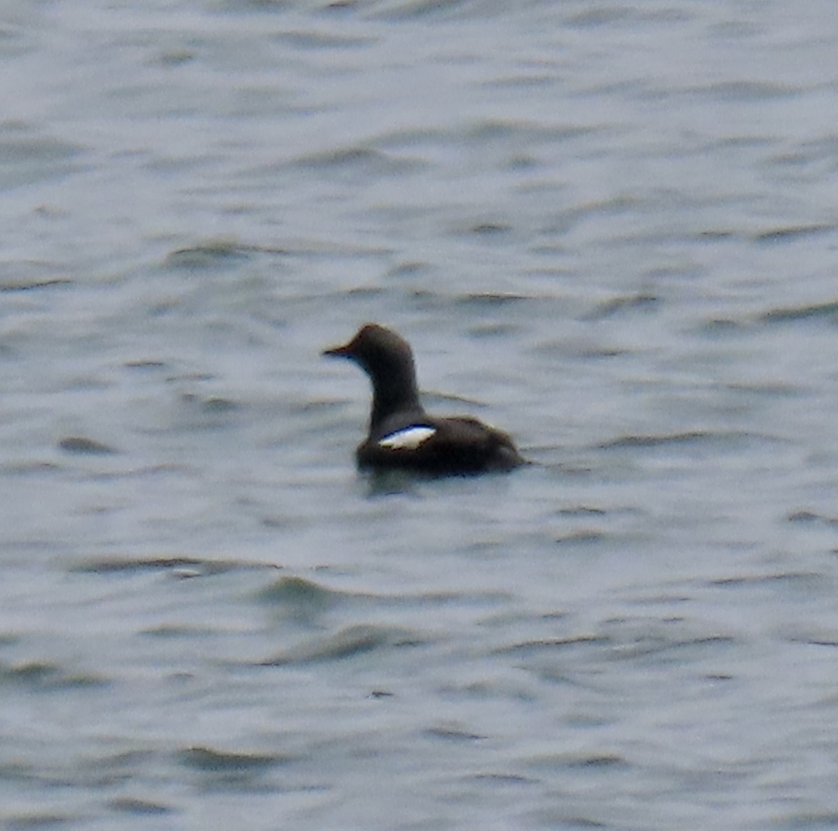 Pigeon Guillemot - ML620290903