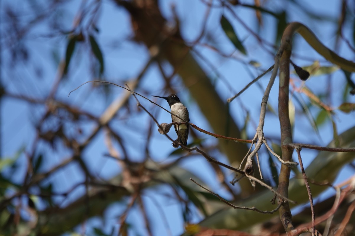 Black-chinned Hummingbird - ML620290905