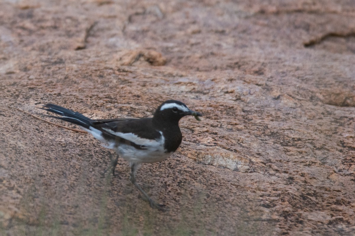 White-browed Wagtail - ML620290906