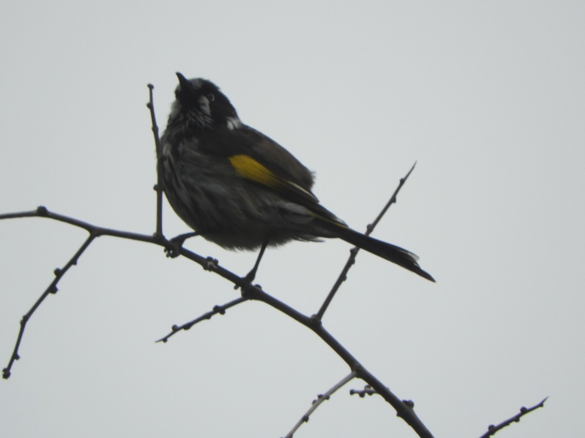 New Holland Honeyeater - ML620290910