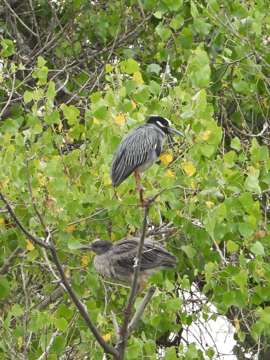 Yellow-crowned Night Heron - ML620290911