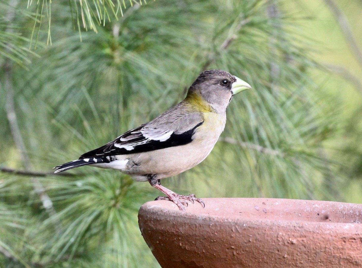 Evening Grosbeak - ML620290912