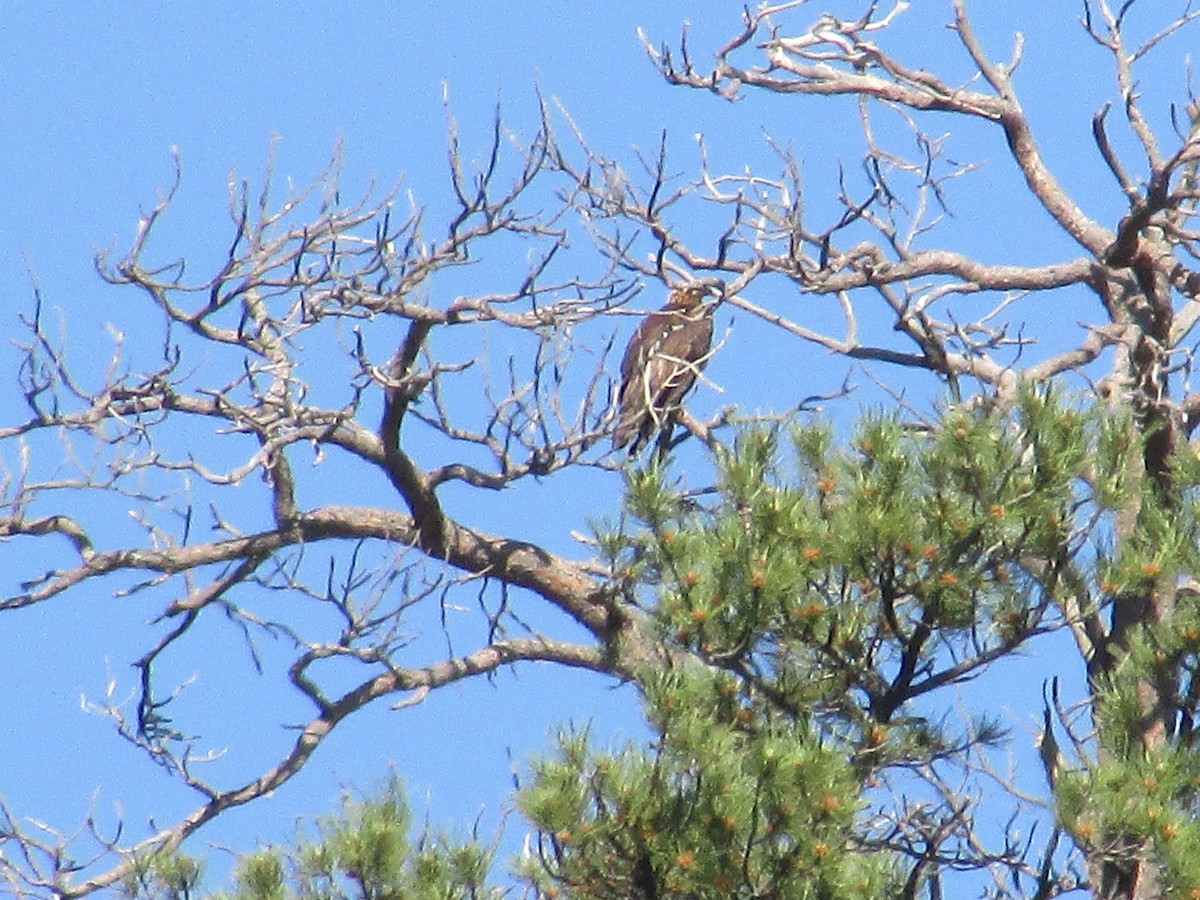 Golden Eagle - ML620290915