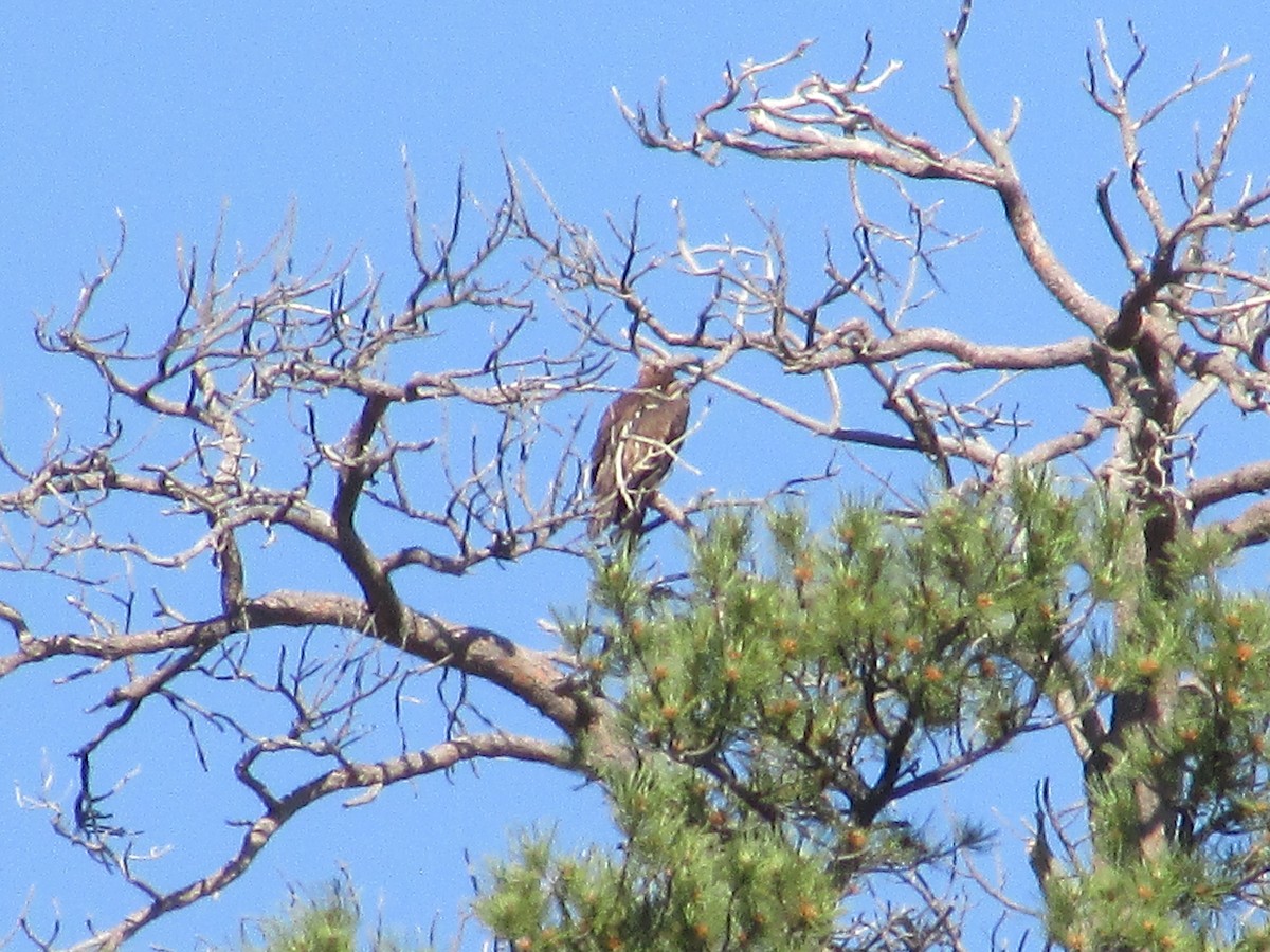 Golden Eagle - ML620290917