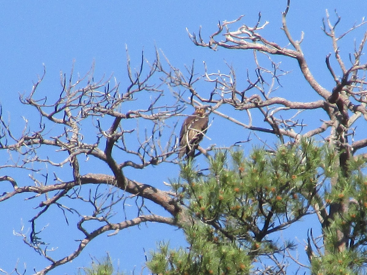 Golden Eagle - ML620290918